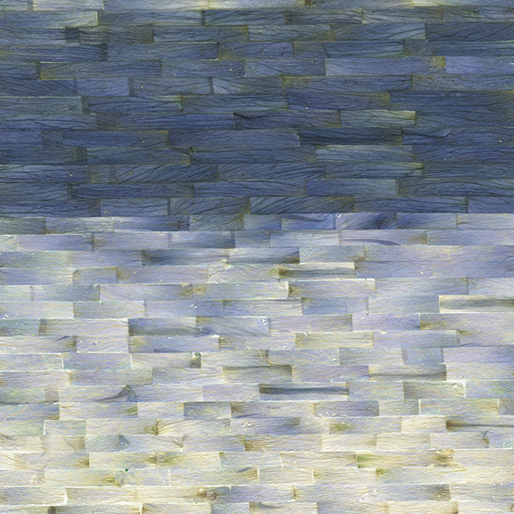 Color Bands, Delphinium (No.2)